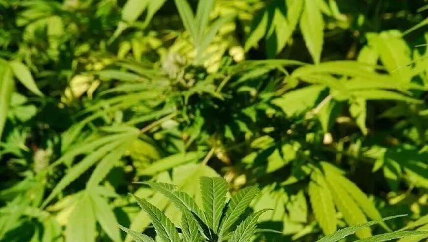 澳门最快最准资料免费手机网站唯品会,张兰直播被网友刷屏没一句实话,最新核心解答落实_基础版V7.70
